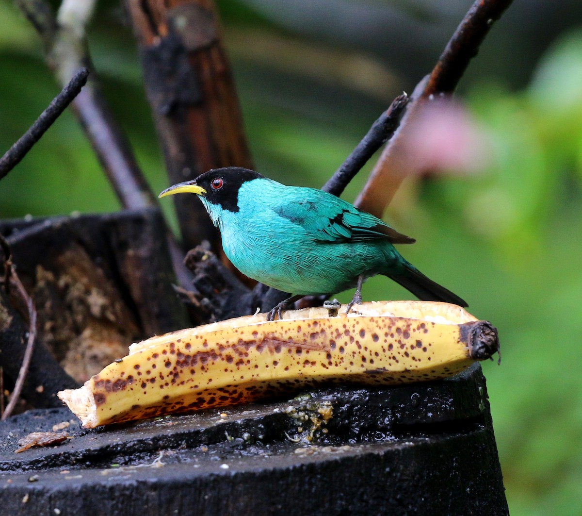 ズグロミツドリ - ML645223766