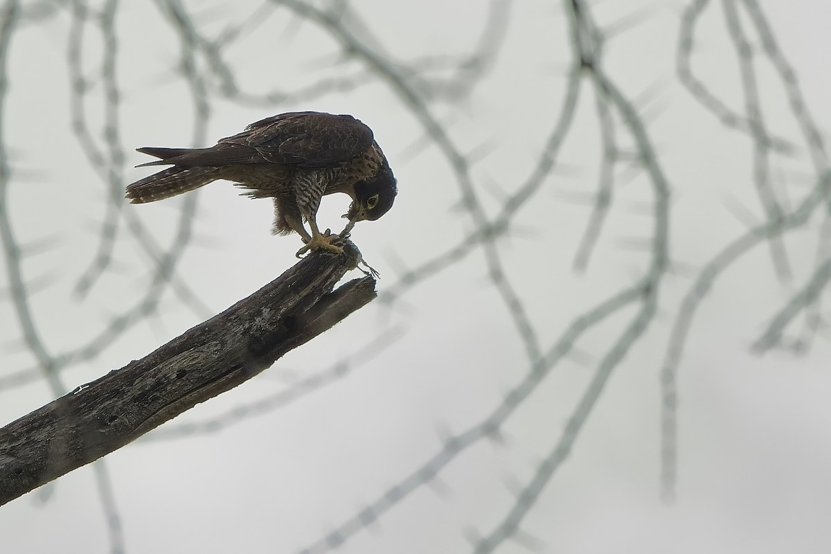 ハヤブサ - ML645223769