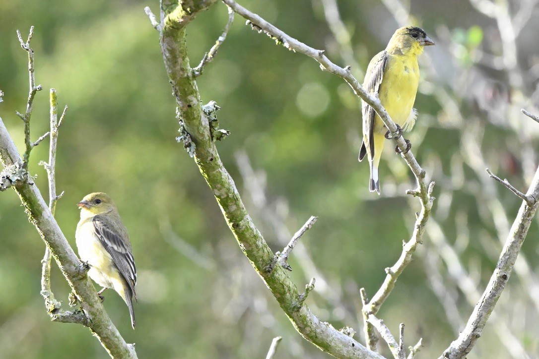 ヒメキンヒワ - ML645223770