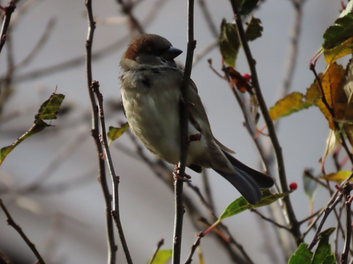 イエスズメ - ML645223771