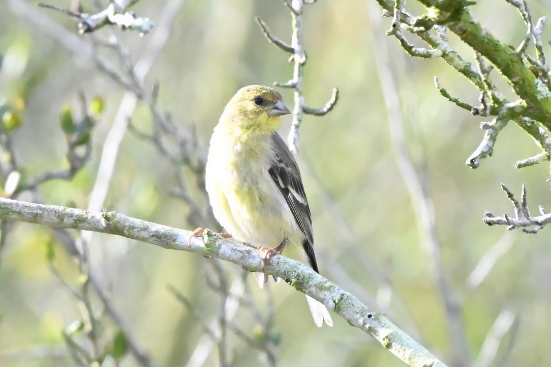 ヒメキンヒワ - ML645223772