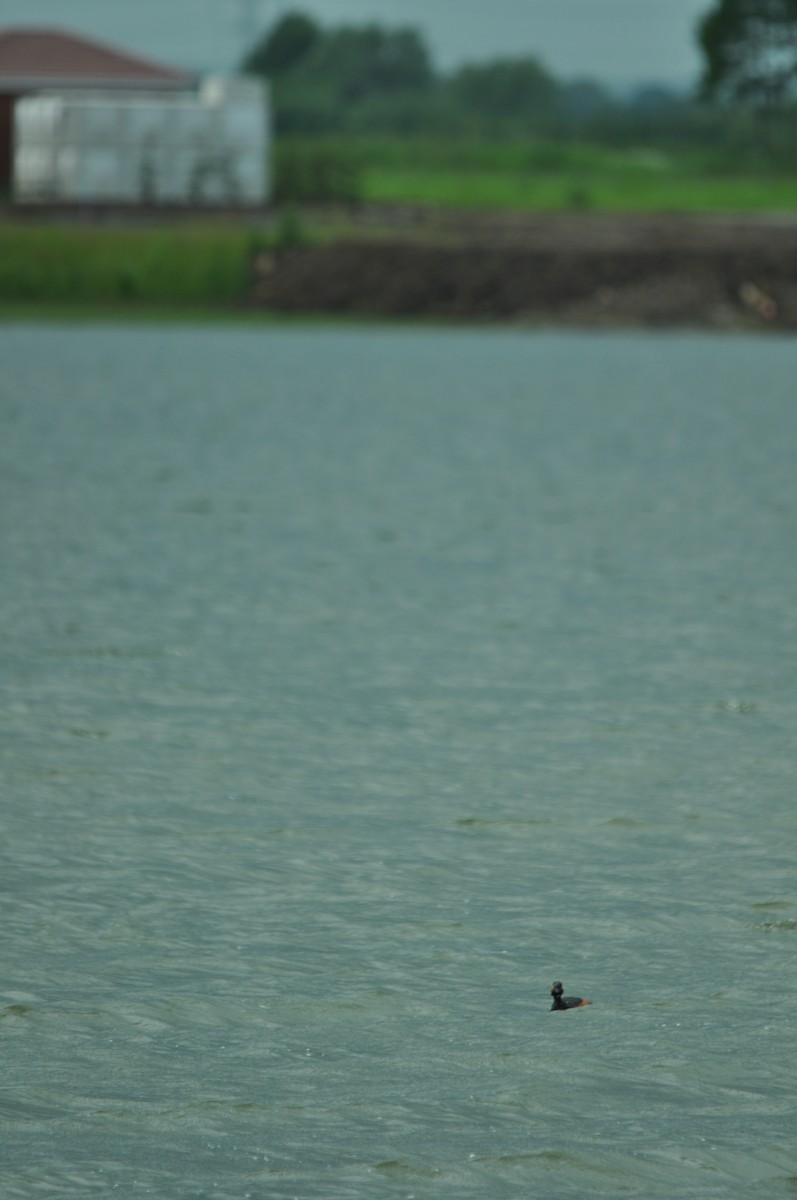 ハジロカイツブリ - ML645223773