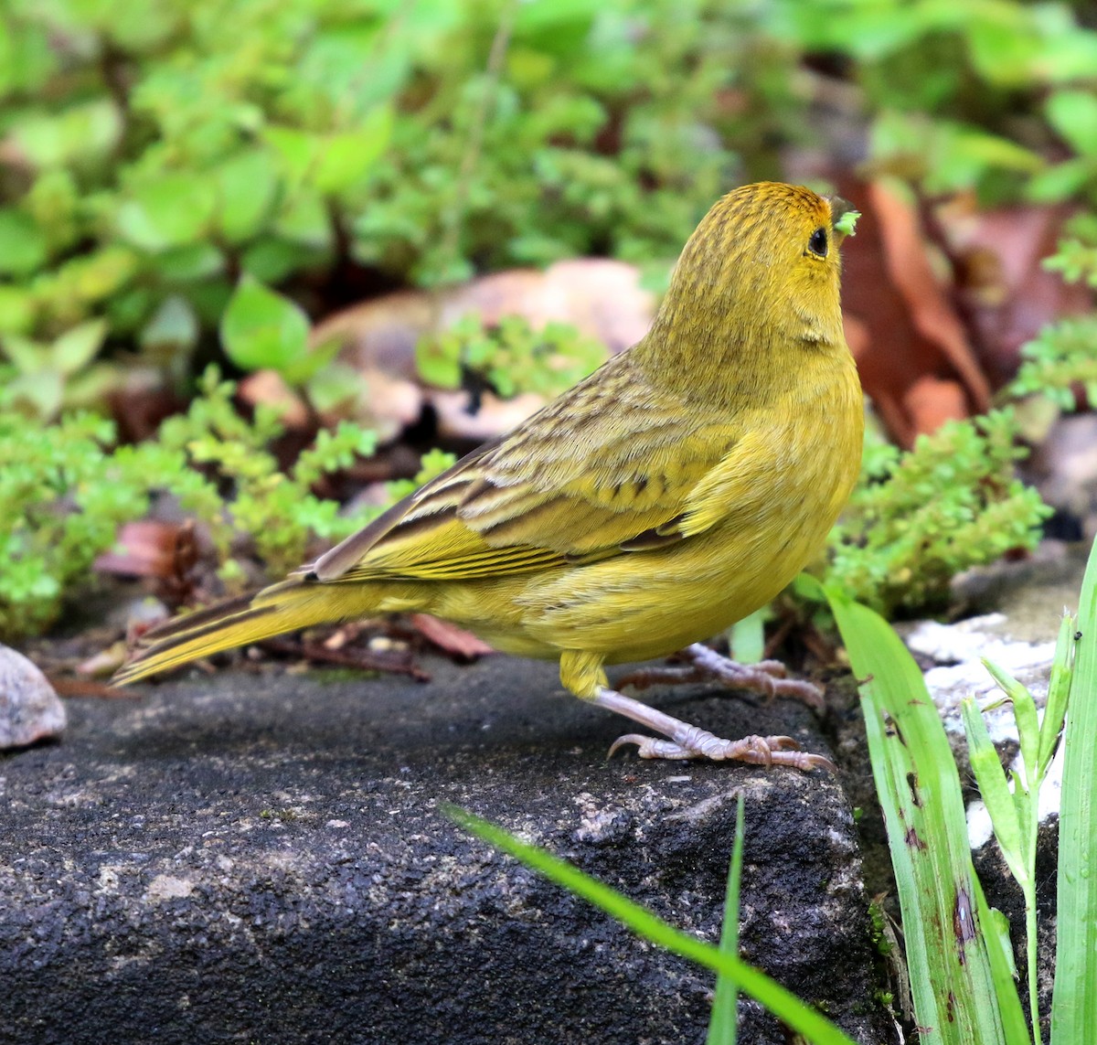 キンノジコ - ML645223774