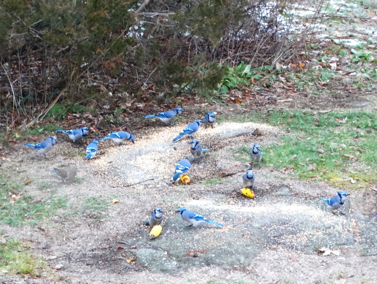 アオカケス - ML645223775