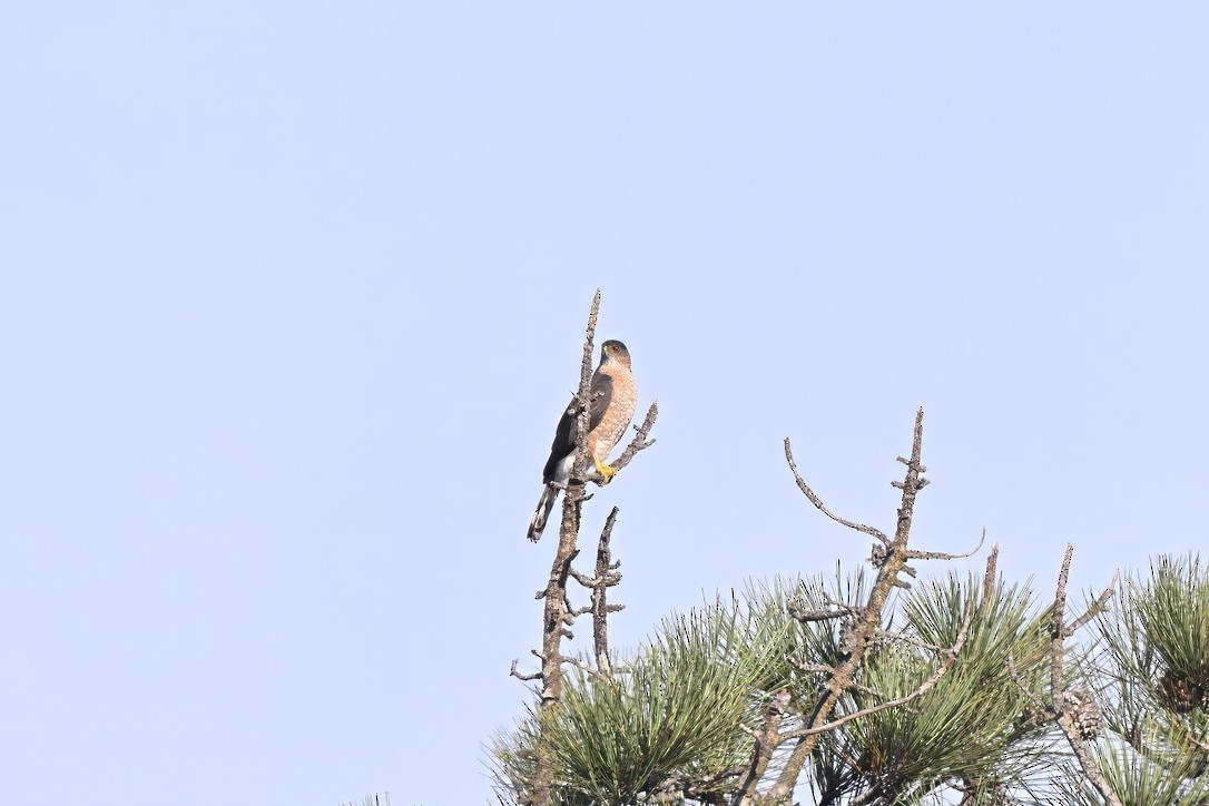 クーパーハイタカ - ML645223778