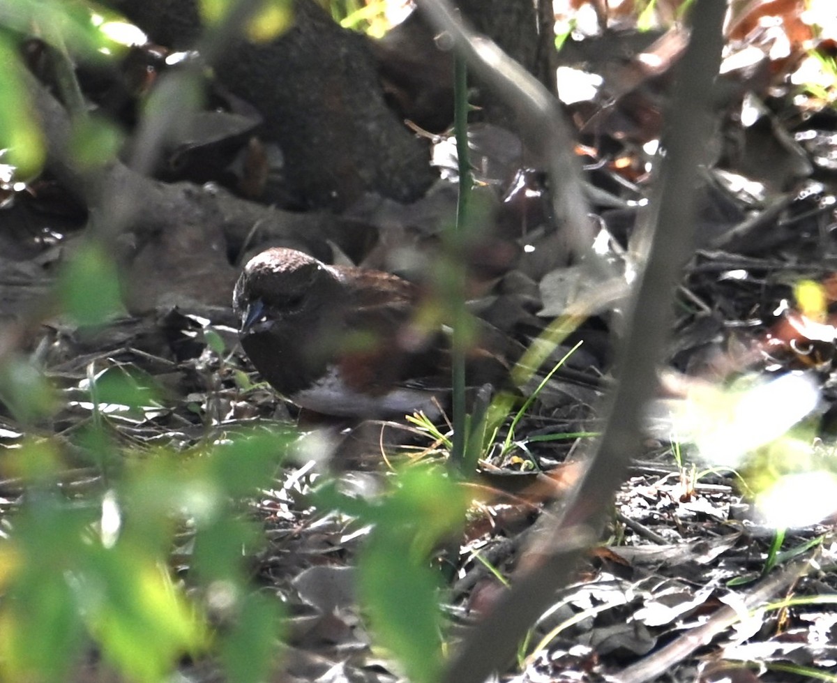 ワキアカトウヒチョウ - ML645223780