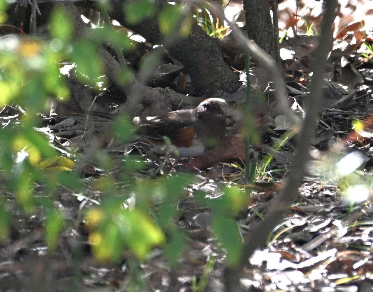 ワキアカトウヒチョウ - ML645223781