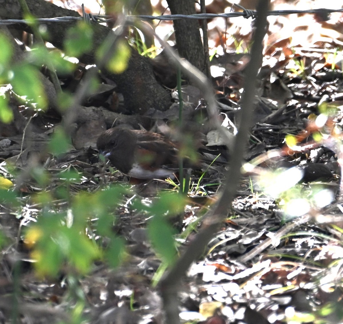 ワキアカトウヒチョウ - ML645223782