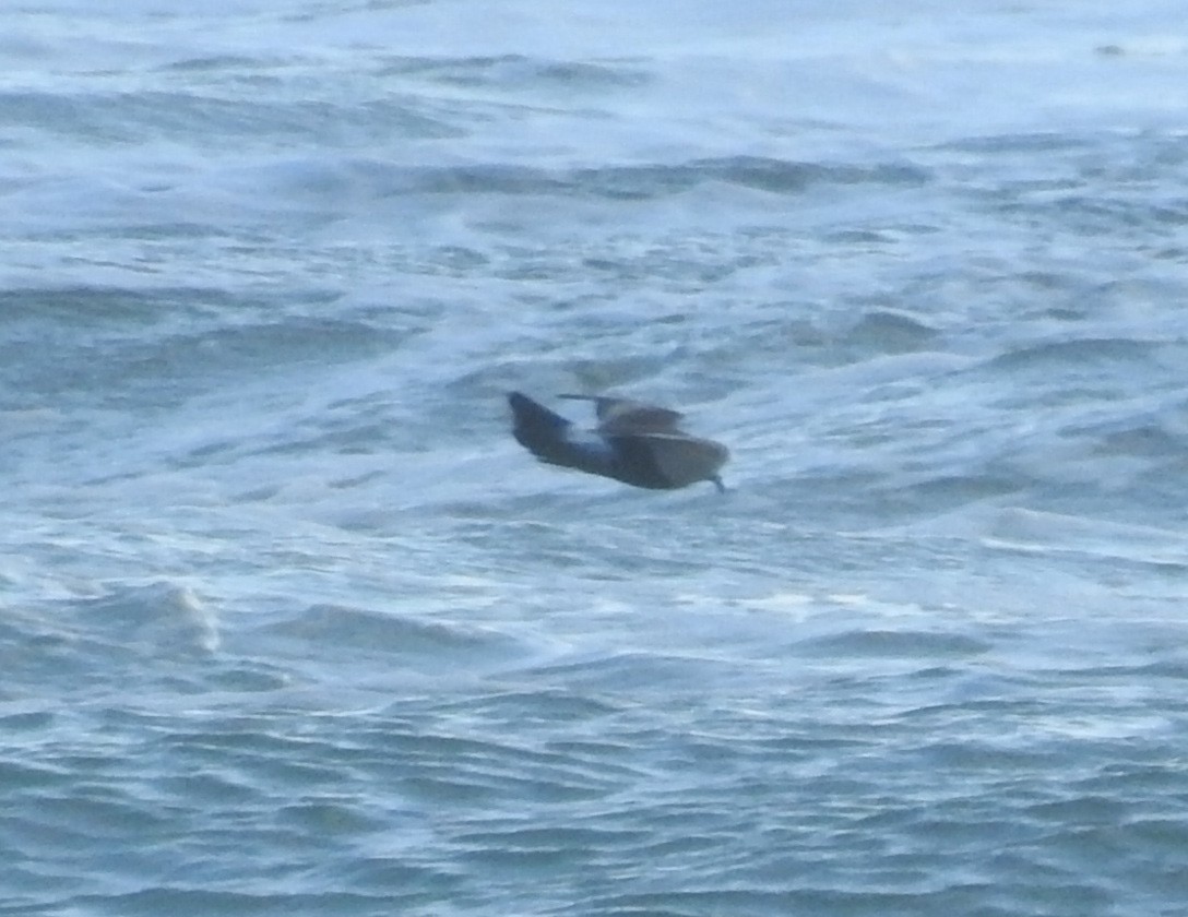Leach's Storm-Petrel - ML645223783