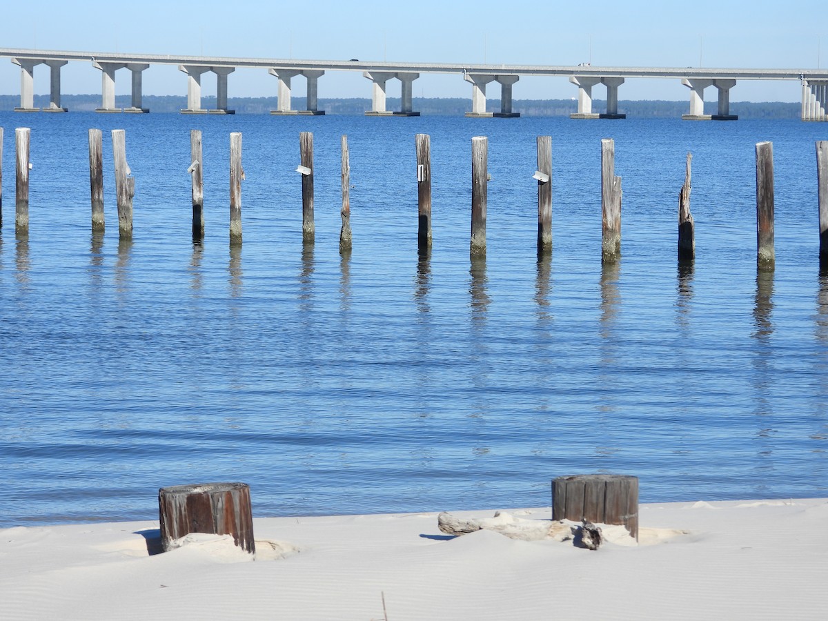 Forster's Tern - ML645223785