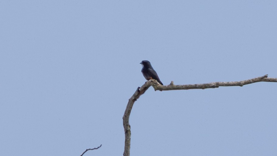 Swallow-winged Puffbird - ML645223801