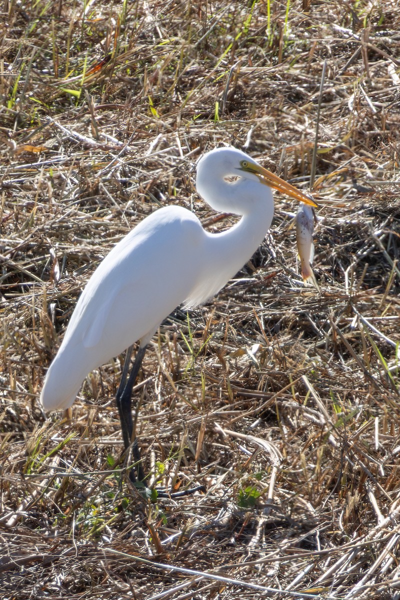 Koartza zuria - ML645223820