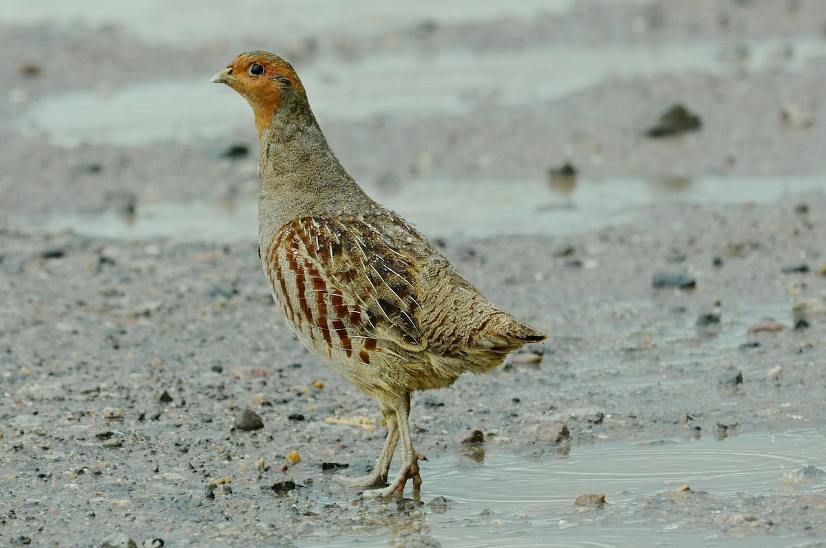 koroptev polní - ML645223821