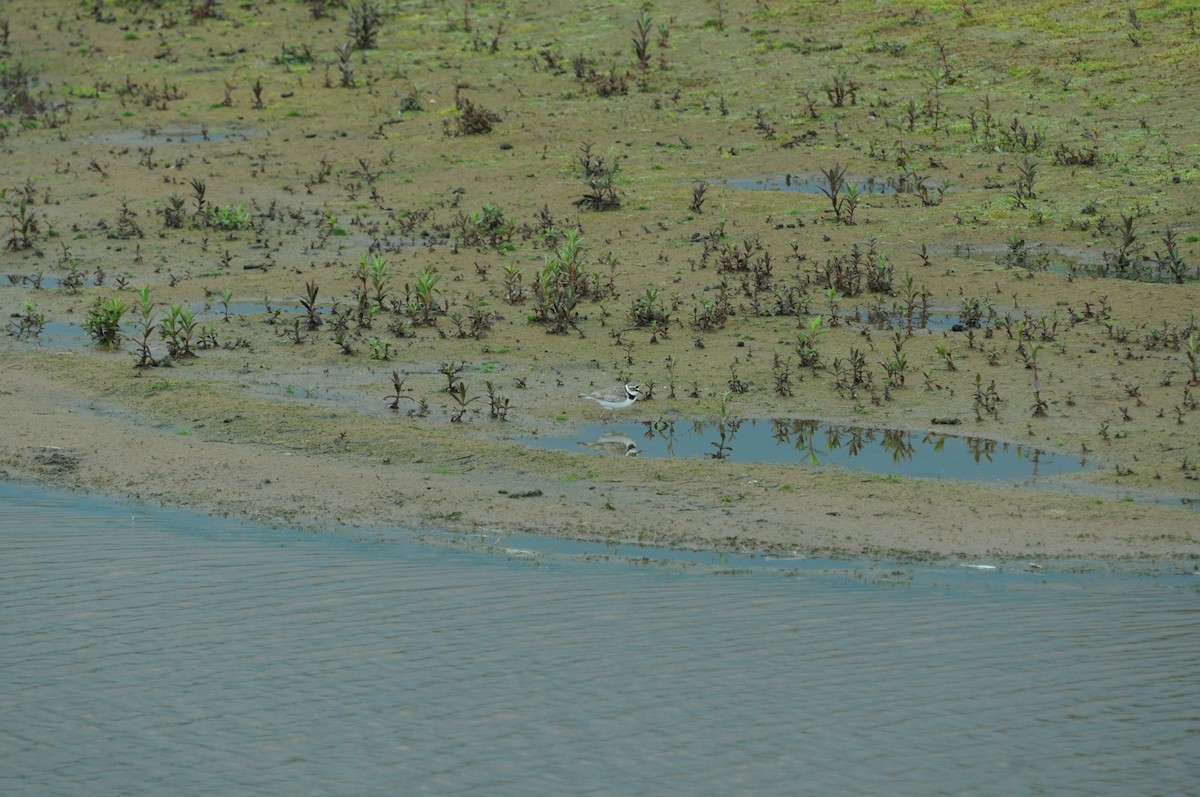 kulík říční - ML645223824