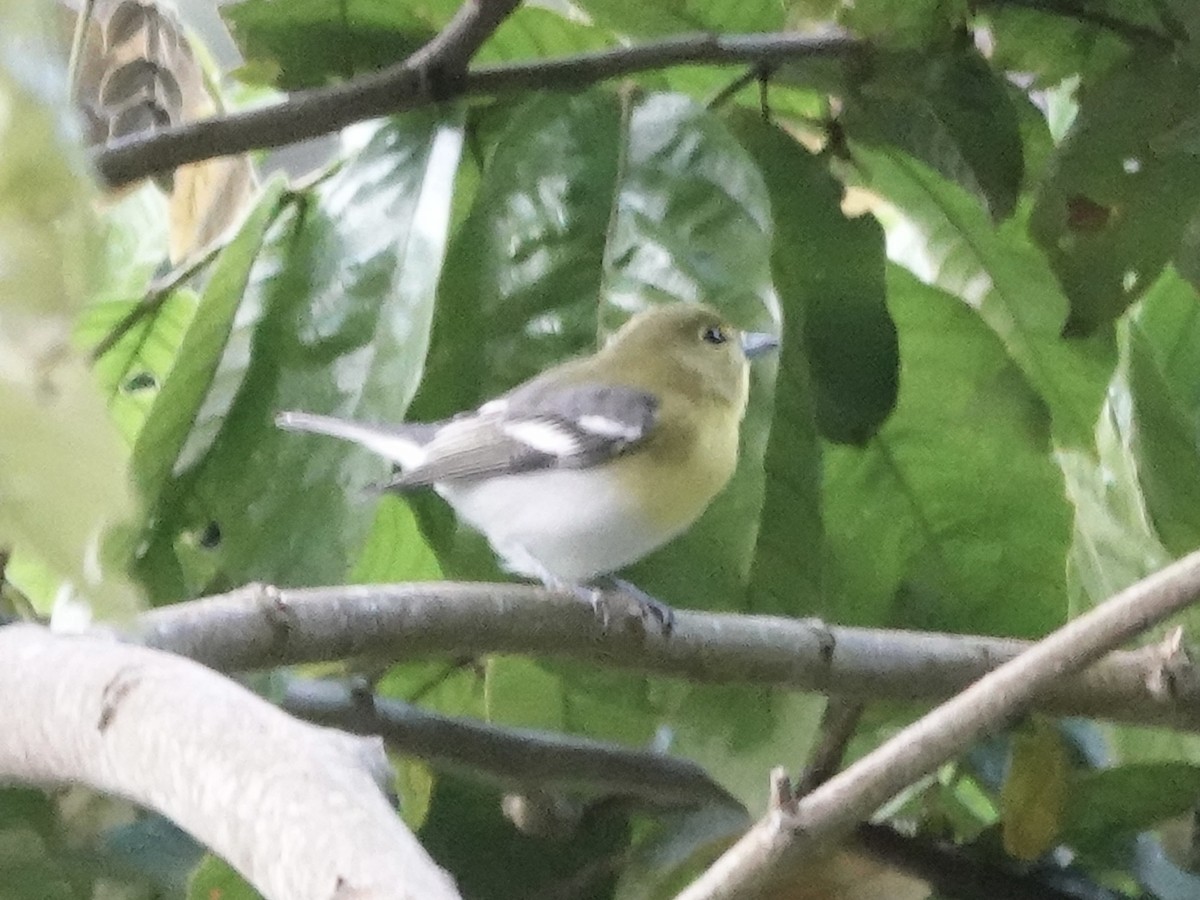Yellow-throated Vireo - ML645223825