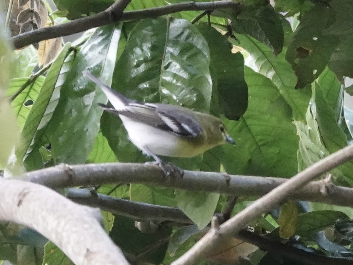 Yellow-throated Vireo - ML645223826
