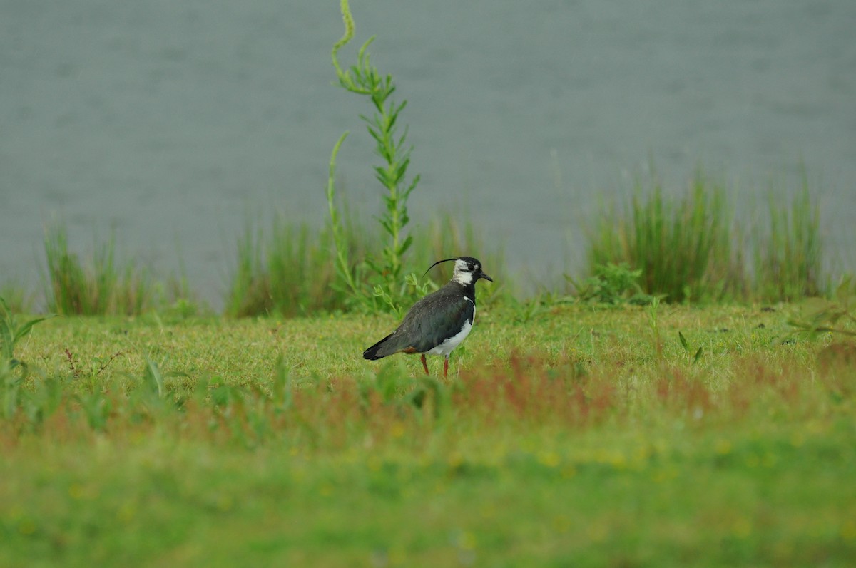 čejka chocholatá - ML645223827