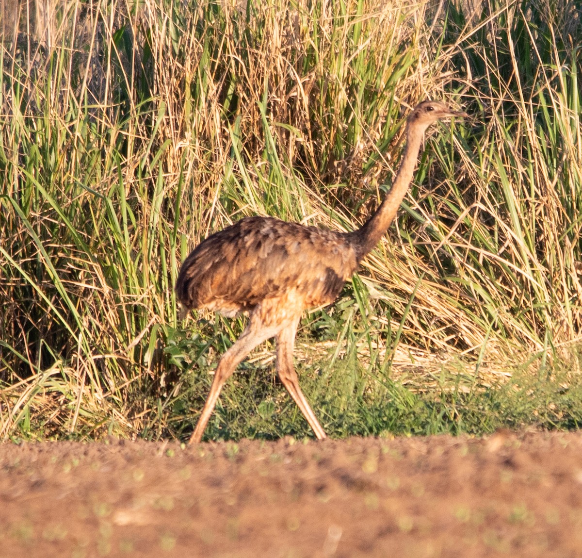 Ñandu nagusia - ML645223831