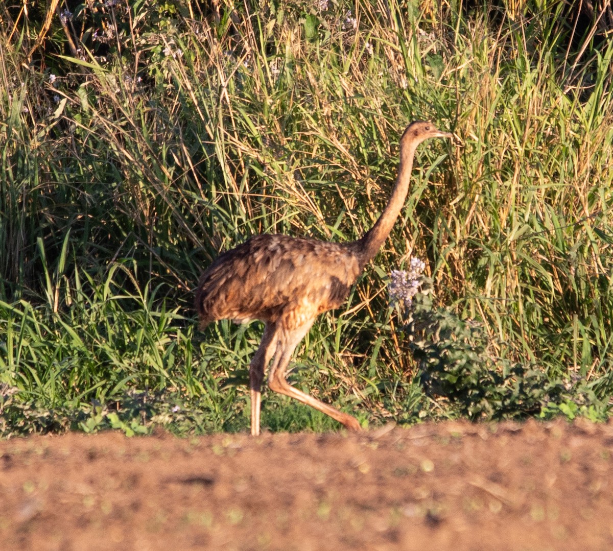 Ñandu nagusia - ML645223832