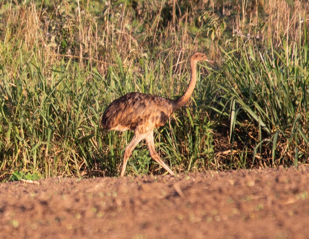 Ñandu nagusia - ML645223835