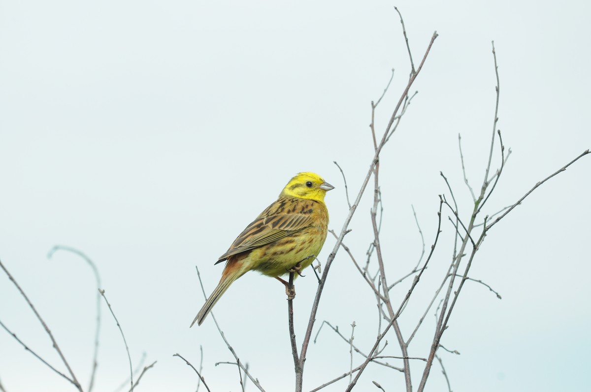 strnad obecný - ML645223837