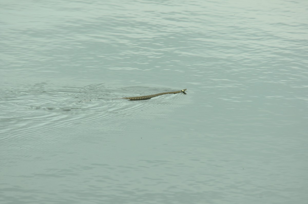 Barred Grass Snake - ML645223844