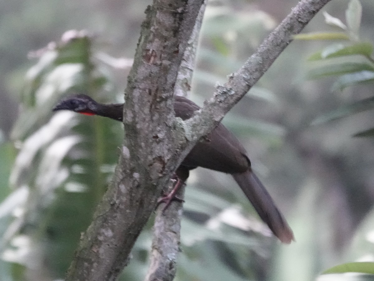 Band-tailed Guan - ML645223852