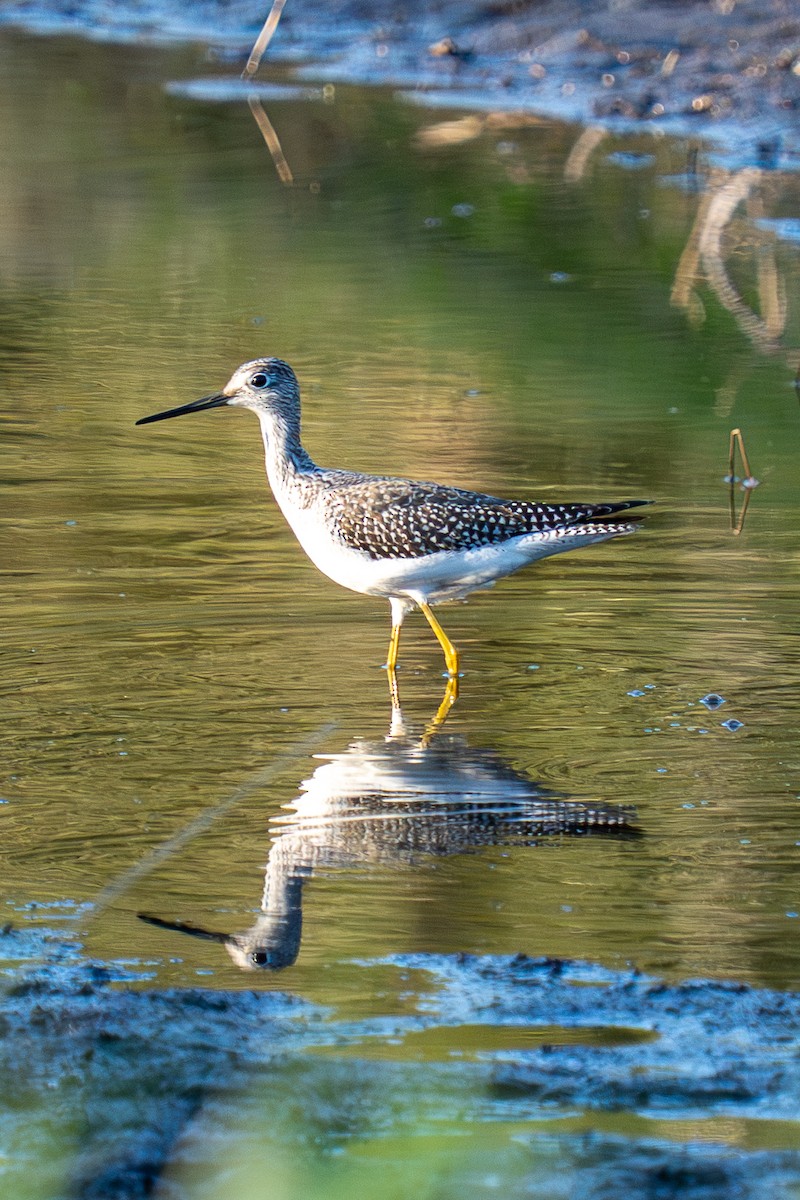 Greater Yellowlegs - ML645223862