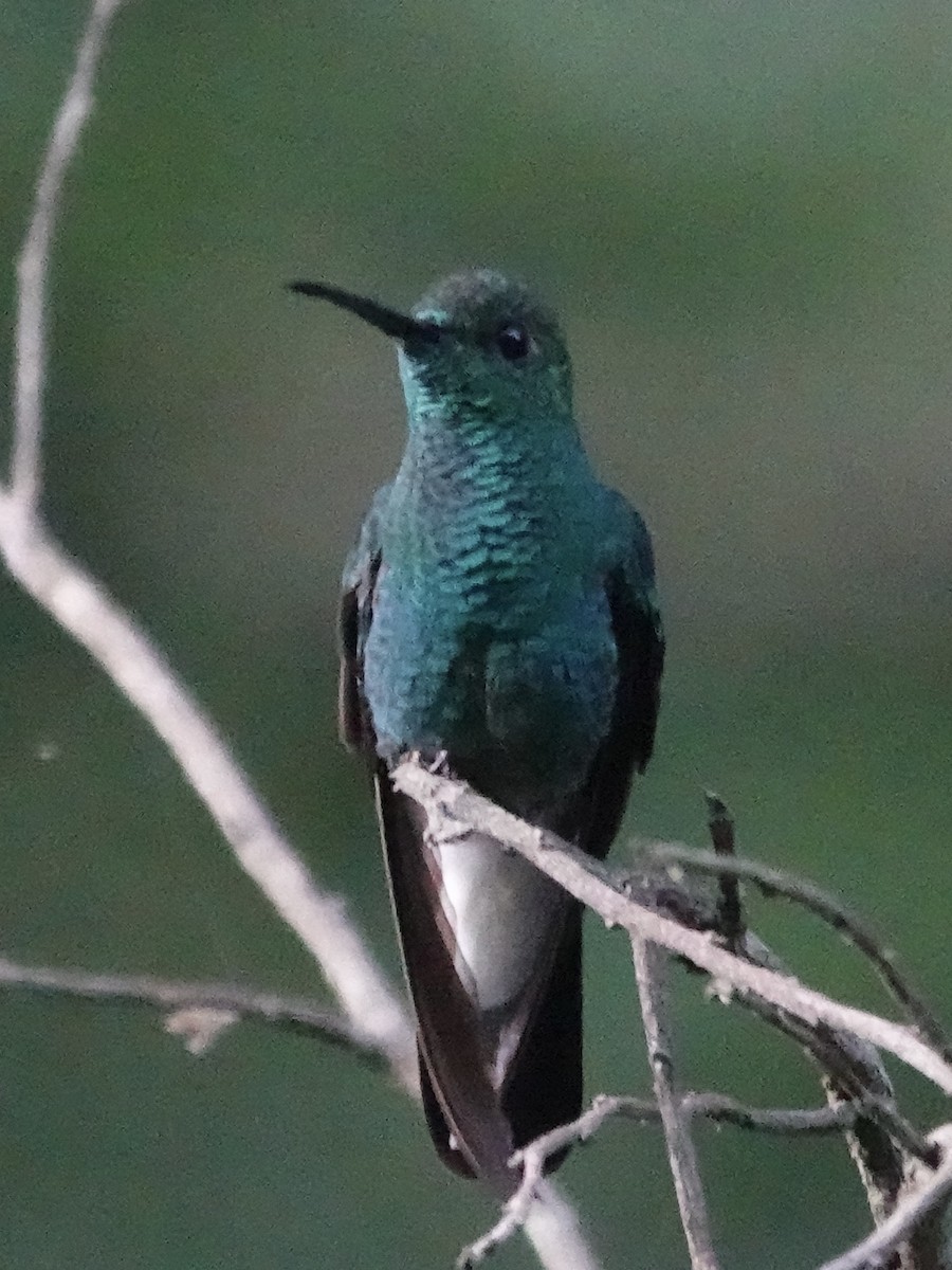 White-vented Plumeleteer - ML645223863