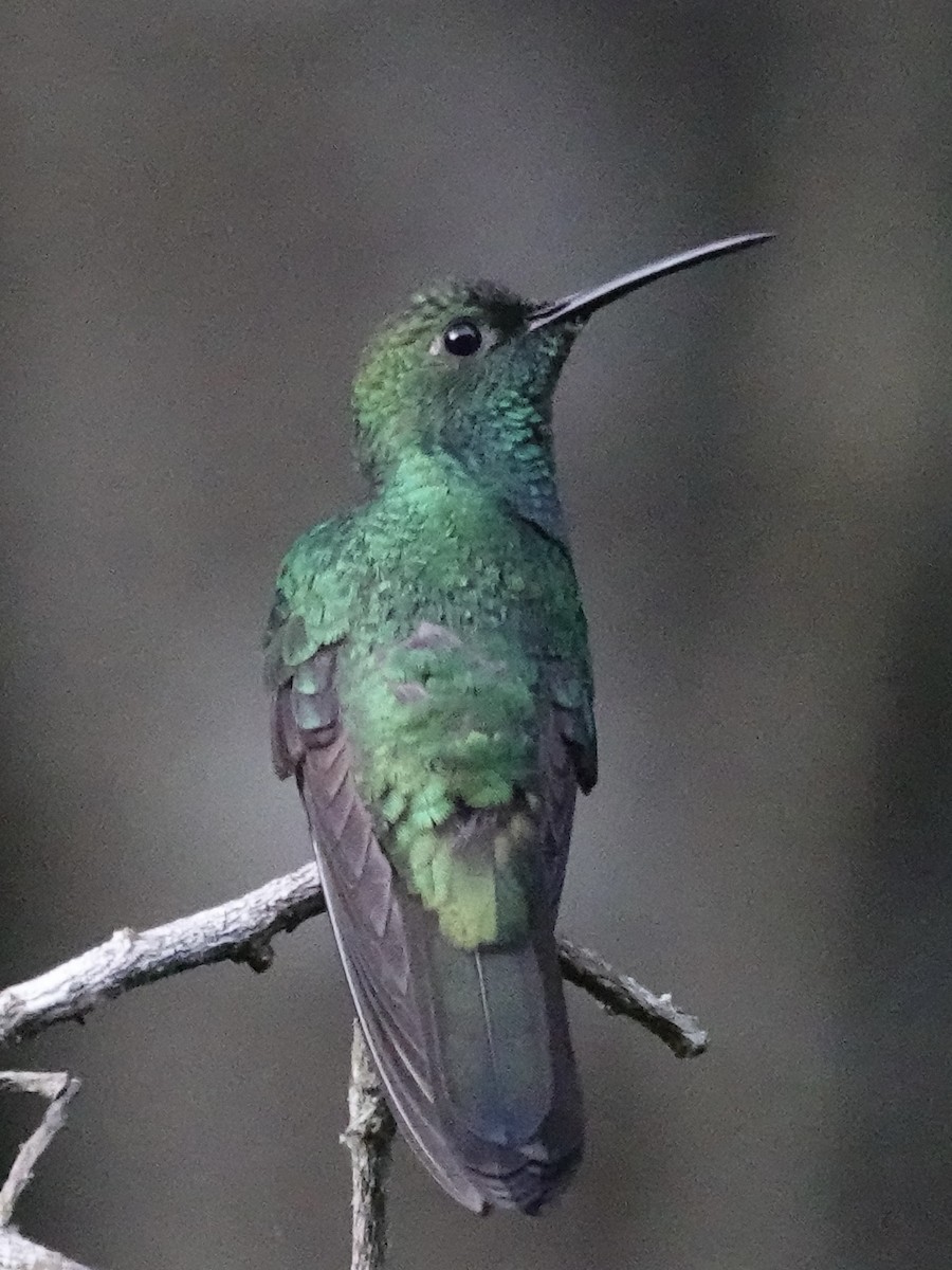 White-vented Plumeleteer - ML645223864