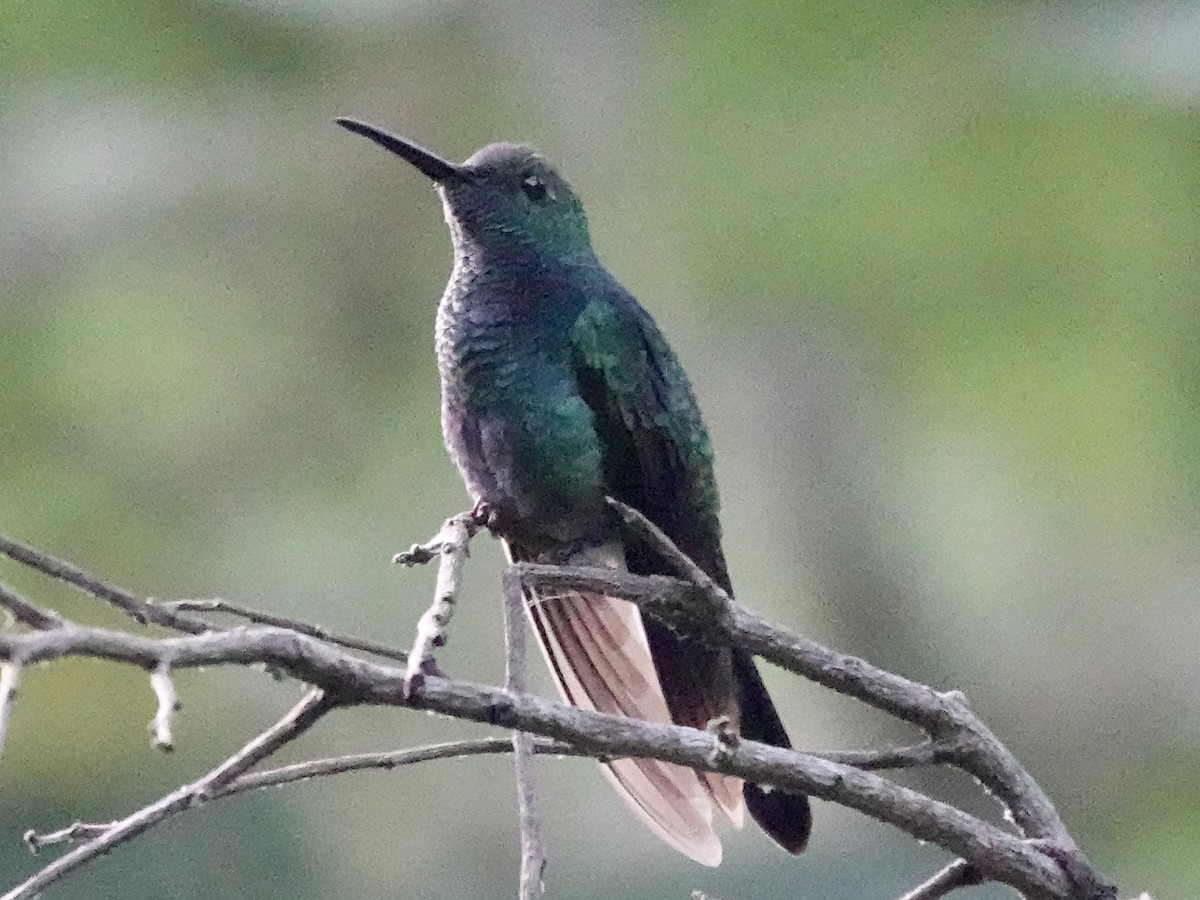 White-vented Plumeleteer - ML645223865