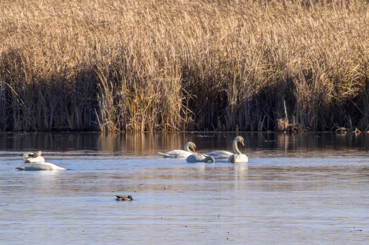 Mute Swan - ML645223876