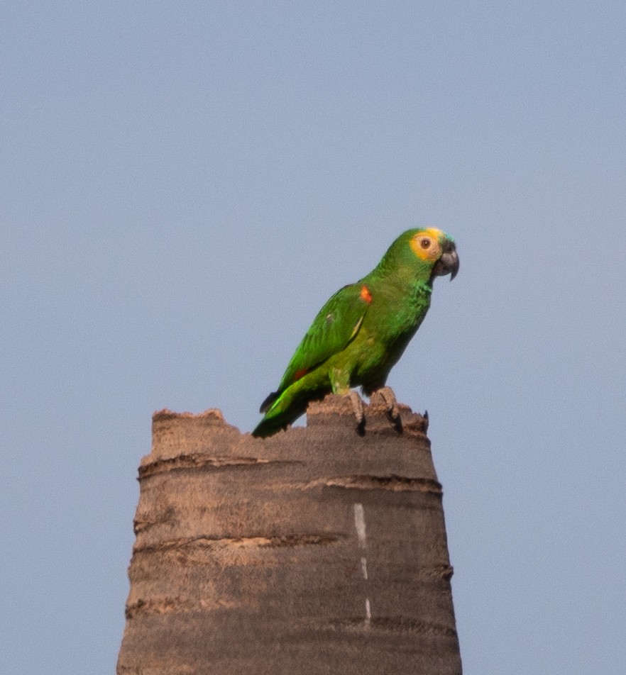 Turquoise-fronted Amazon - ML645223877