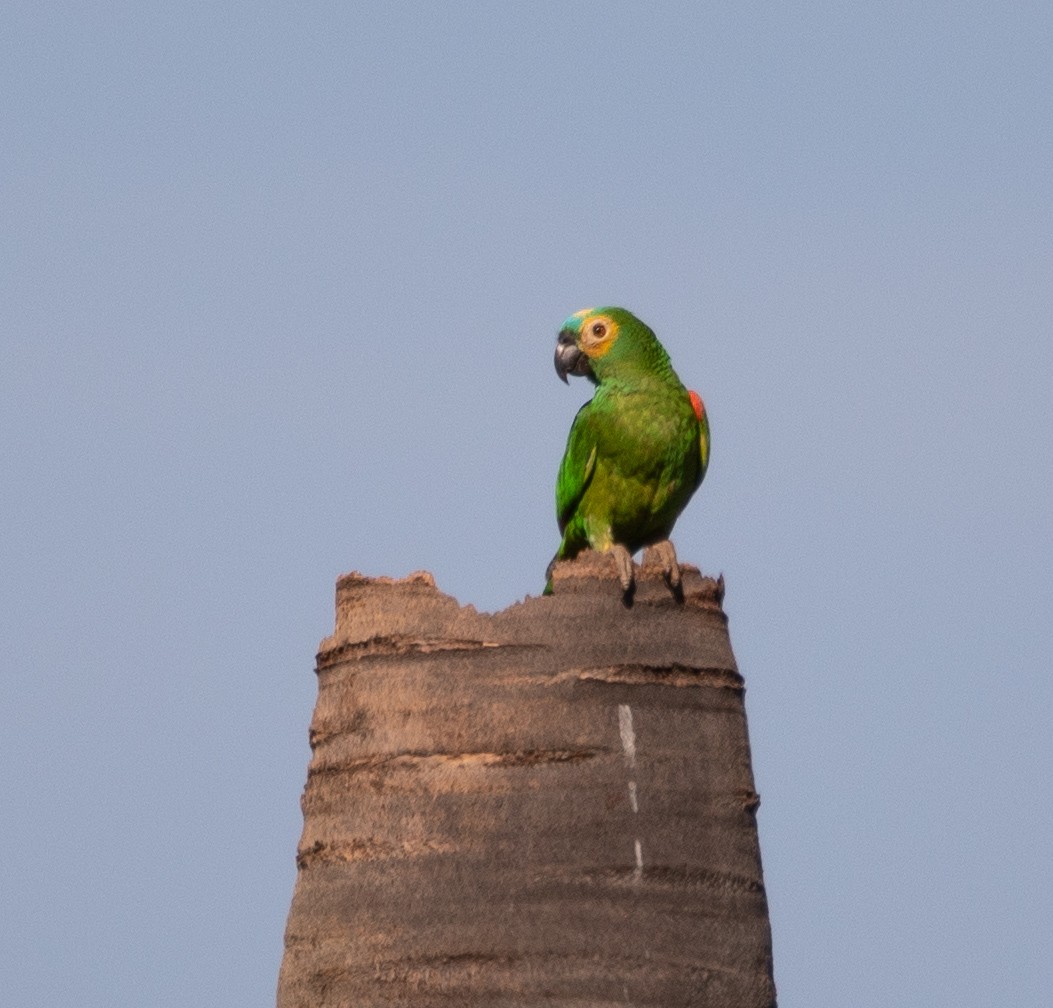 Turquoise-fronted Amazon - ML645223878
