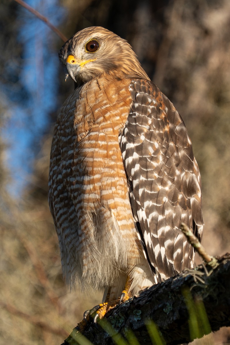 Red-shouldered Hawk - ML645223881