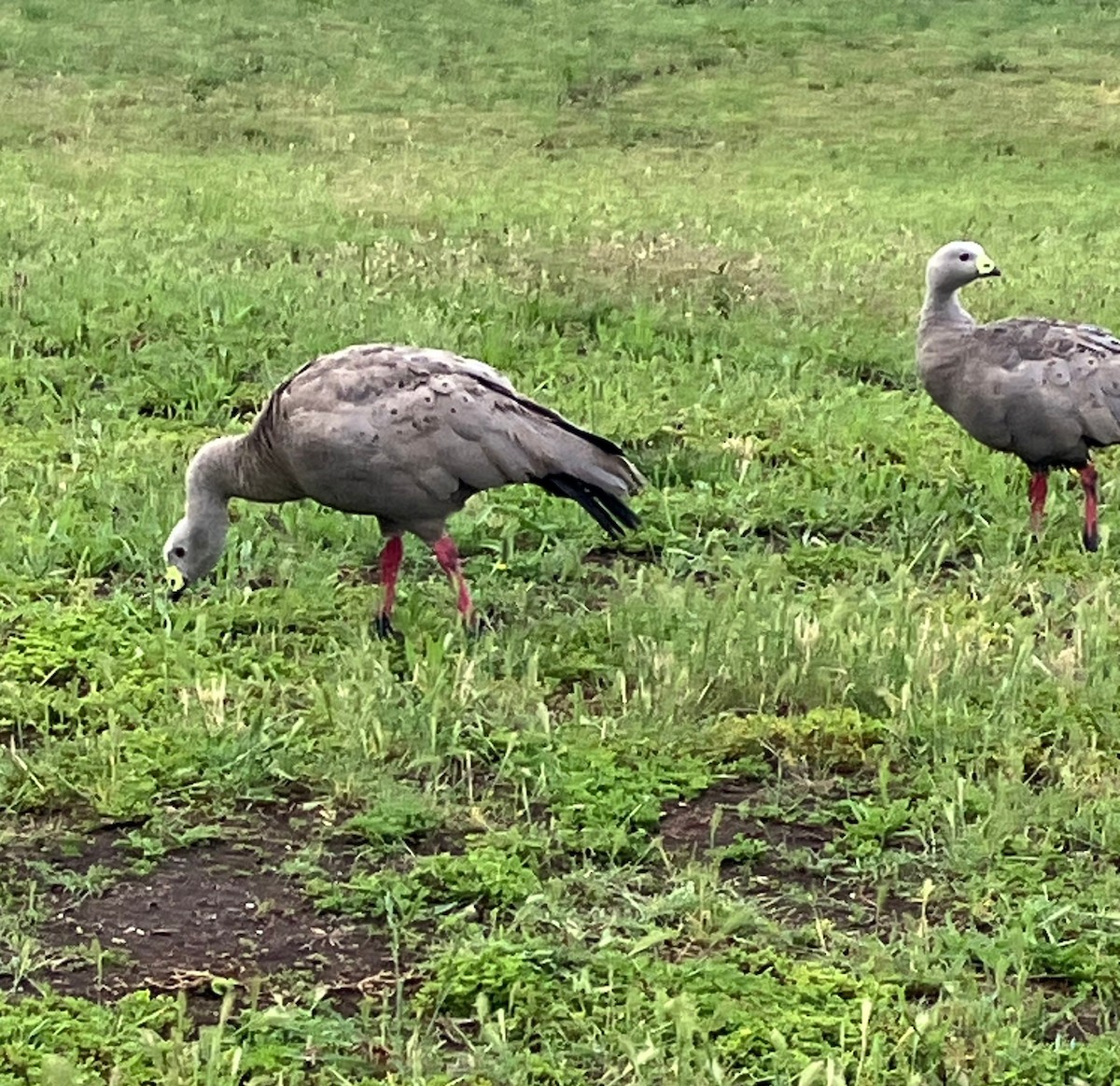 Cape Barren Goose - ML645223891