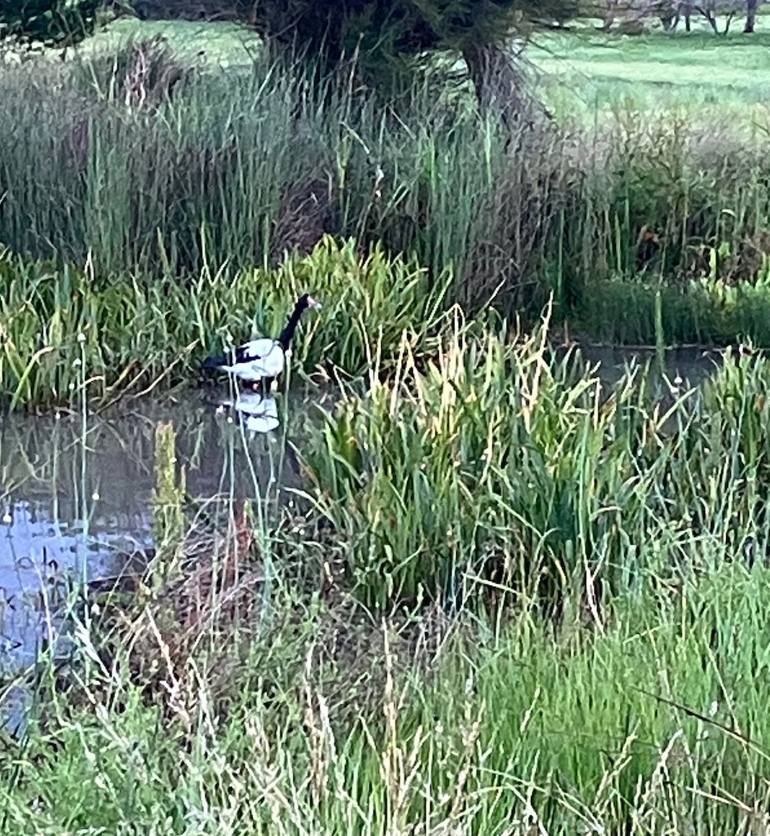 Magpie Goose - ML645223903