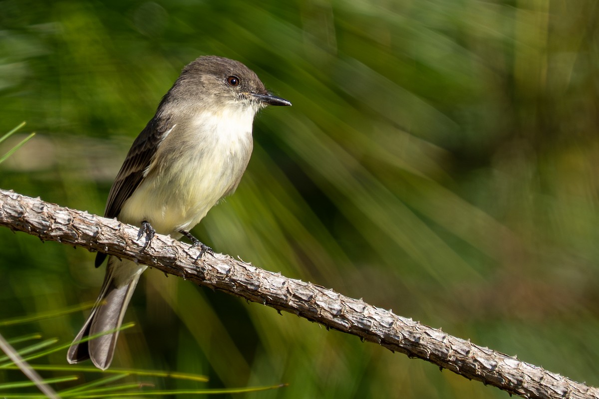 Eastern Phoebe - ML645223910