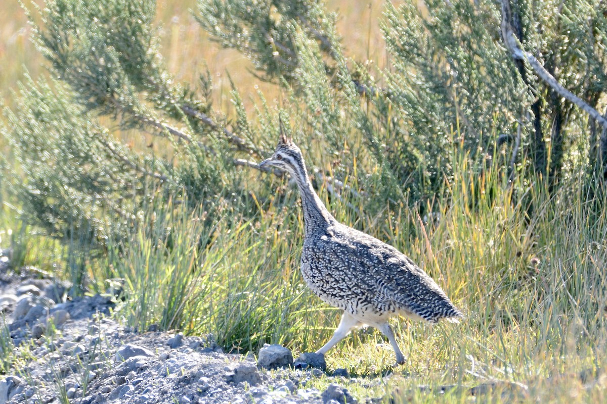 Elegant Crested-Tinamou - ML645223916
