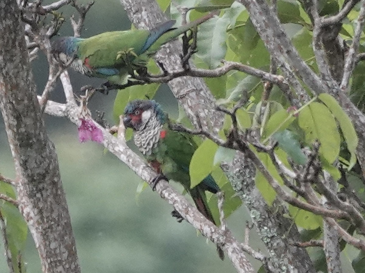 Perija Parakeet - ML645223918