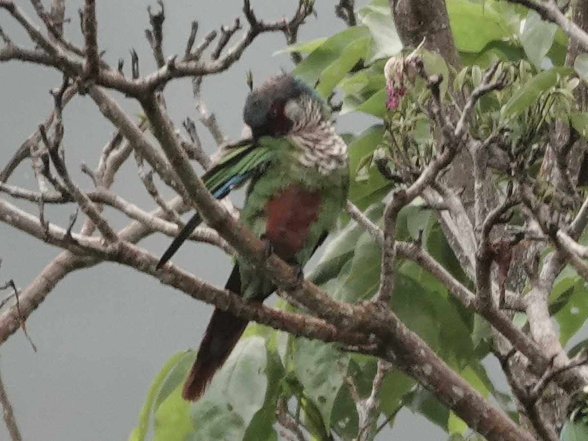 Perija Parakeet - ML645223919