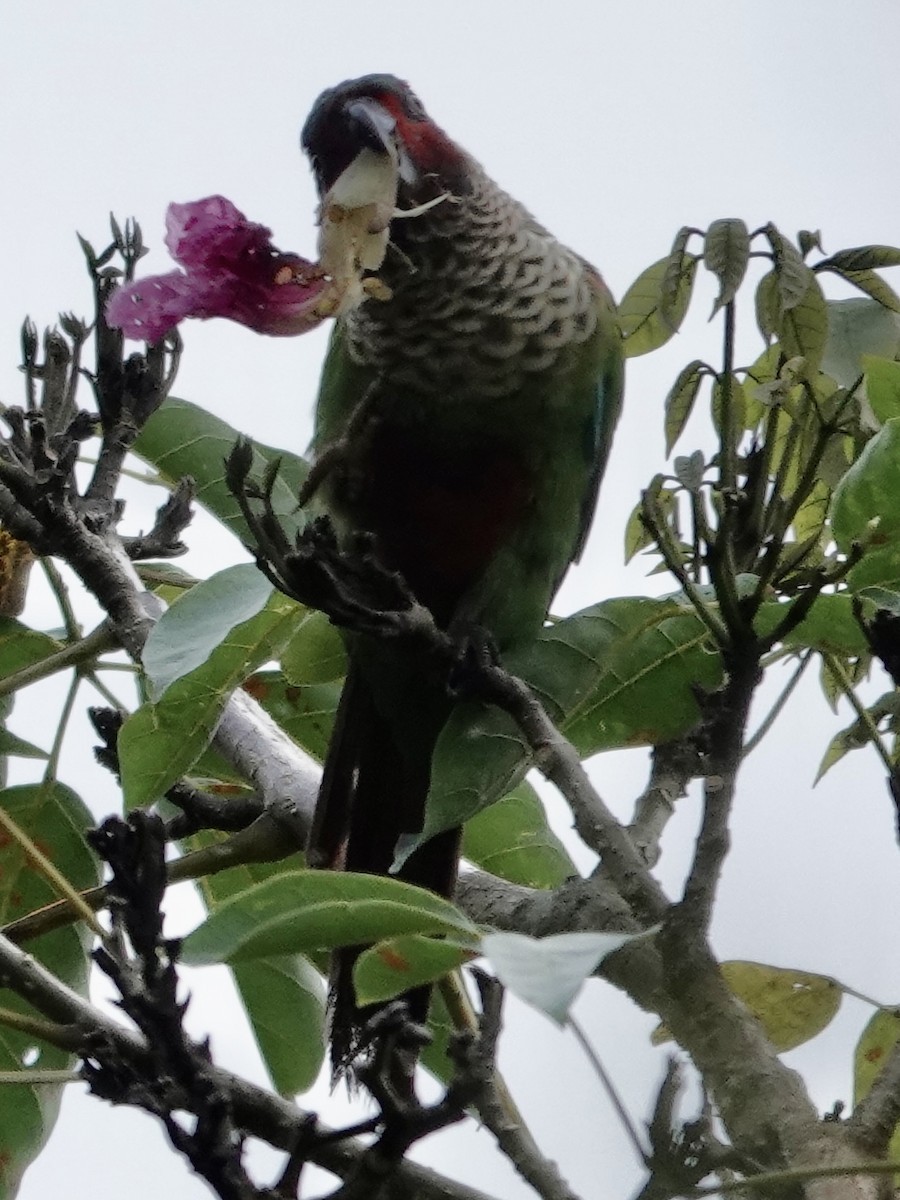 Perija Parakeet - ML645223920