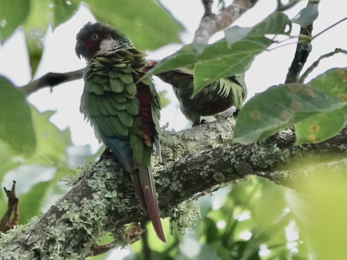 Perija Parakeet - ML645223921