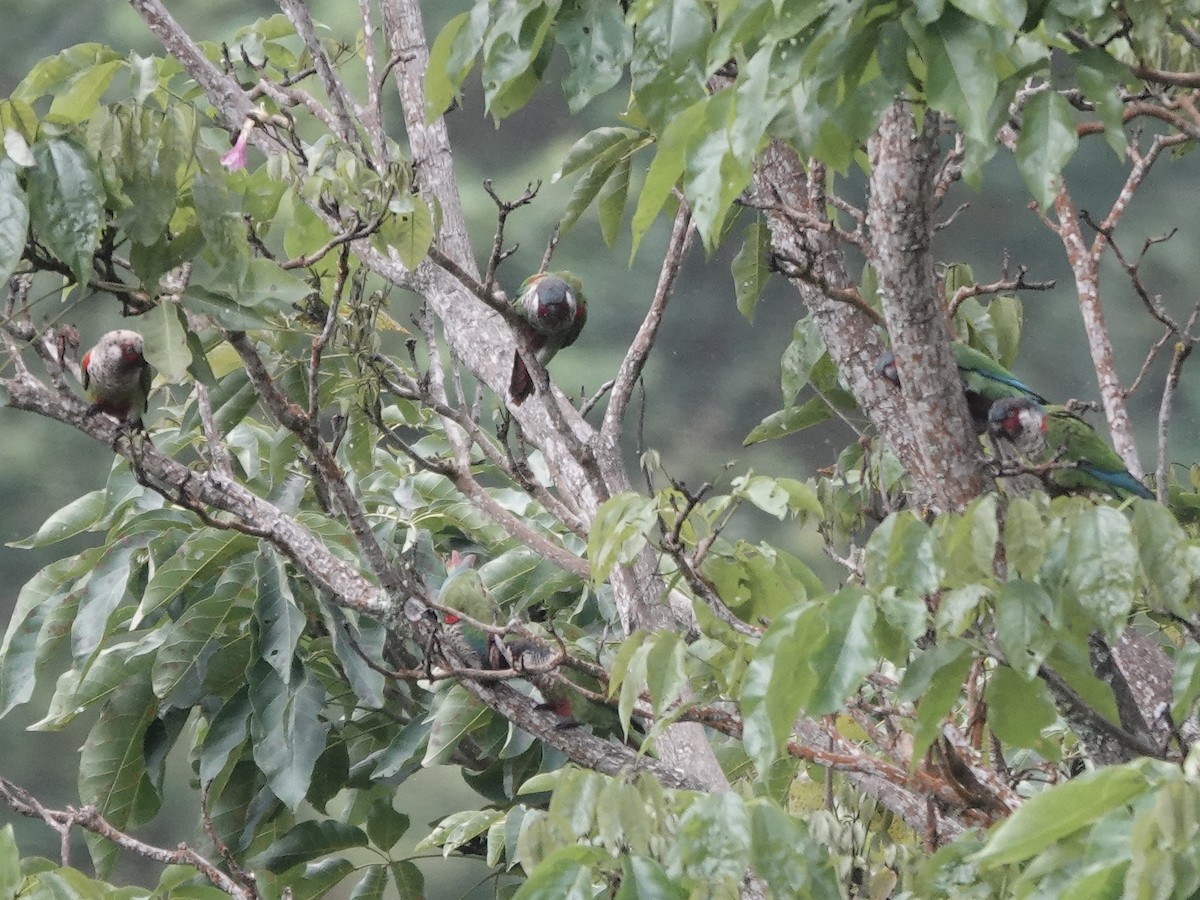 Perija Parakeet - ML645223922