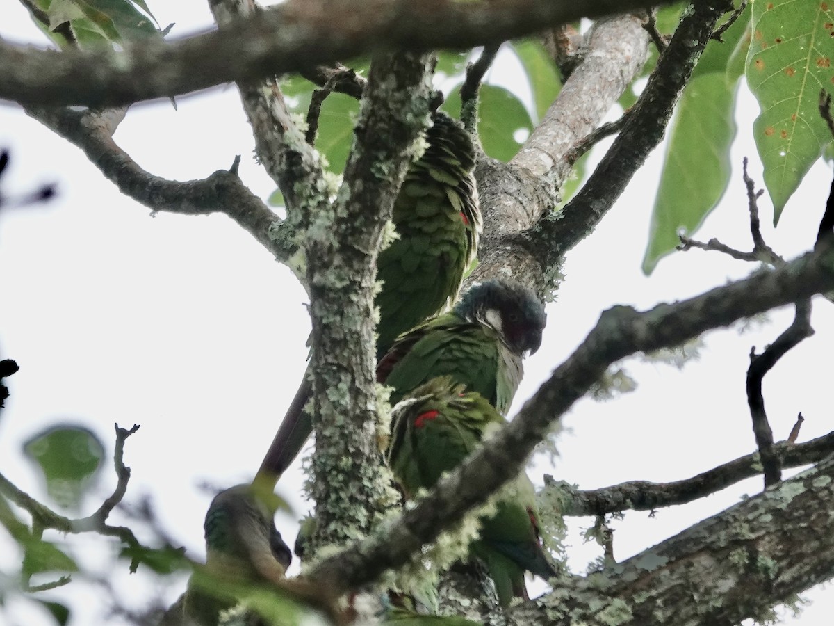 Perija Parakeet - ML645223923