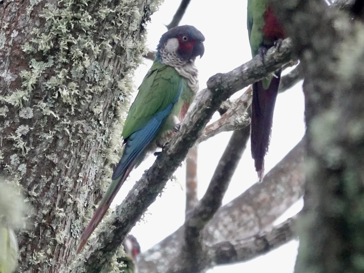 Perija Parakeet - ML645223924