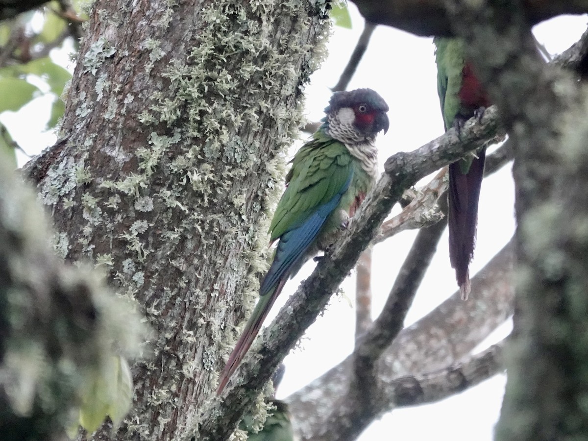 Perija Parakeet - ML645223925