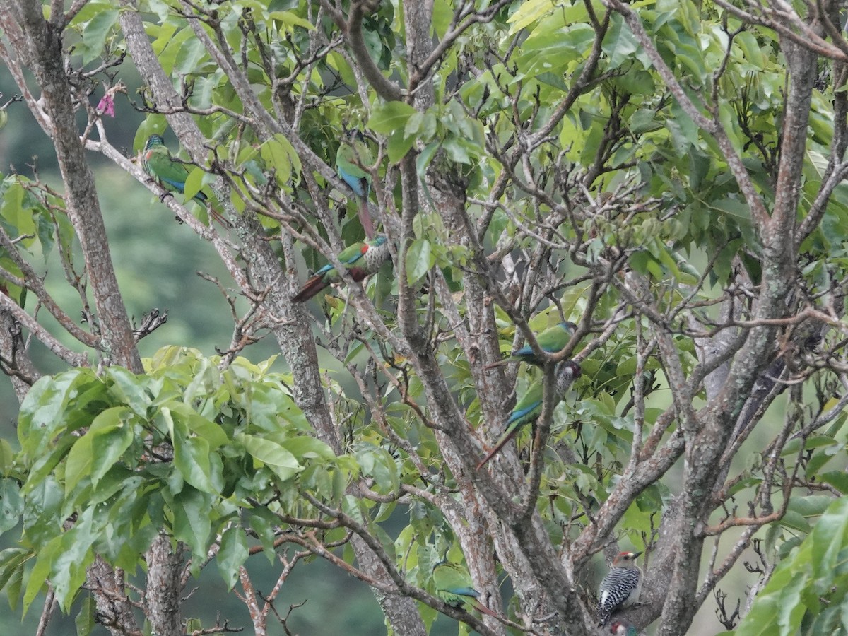 Perija Parakeet - ML645223926