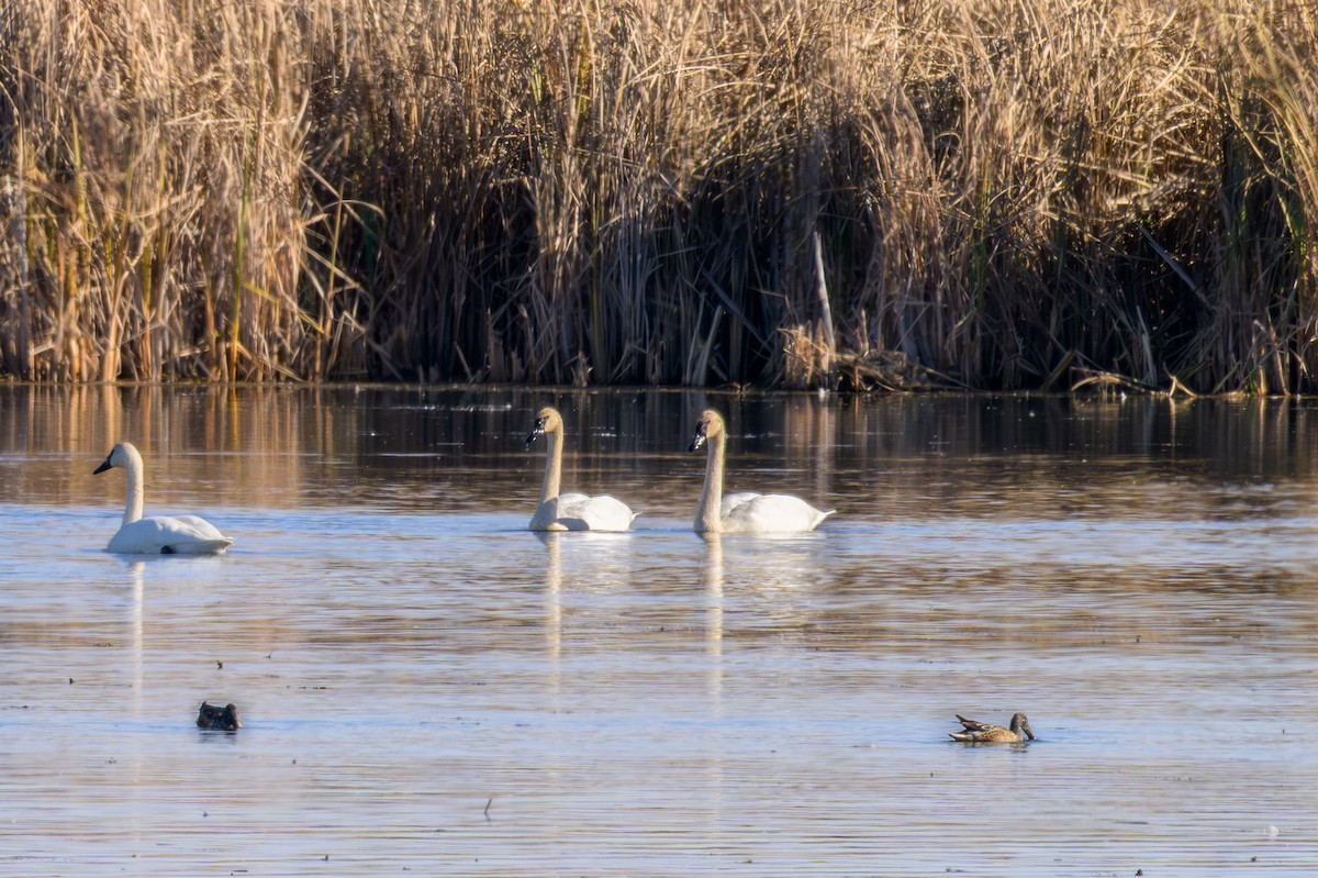 Trumpeter Swan - ML645223934