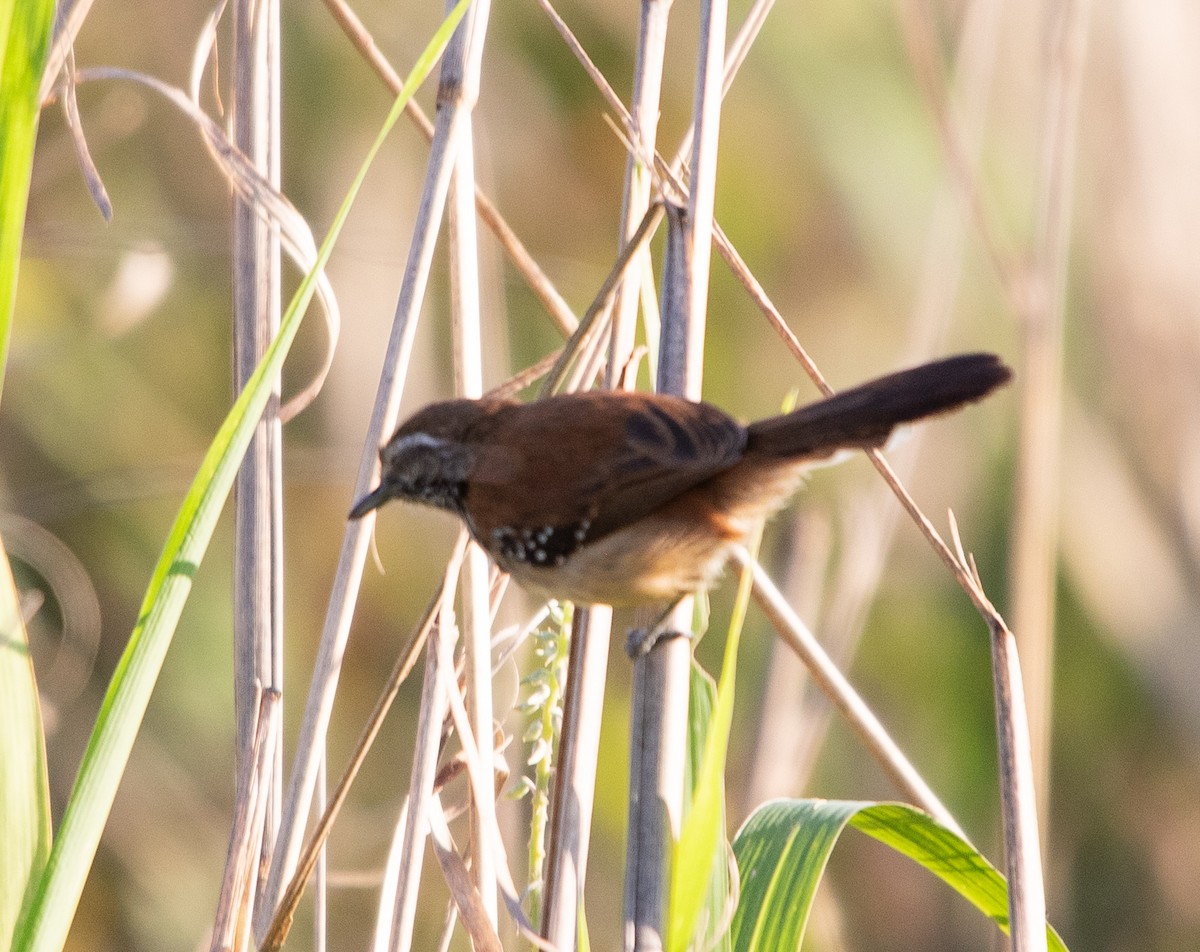 Ржавчатый муравьелов - ML645223939